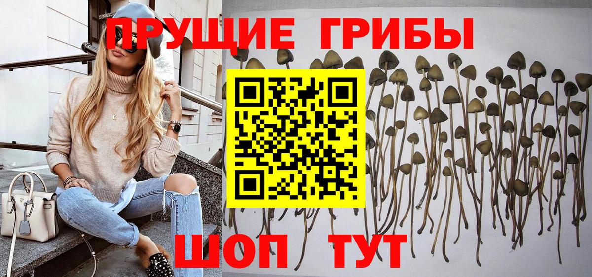 Псилоцибиновые грибы прущие грибы  Вход с VPN  Зима 