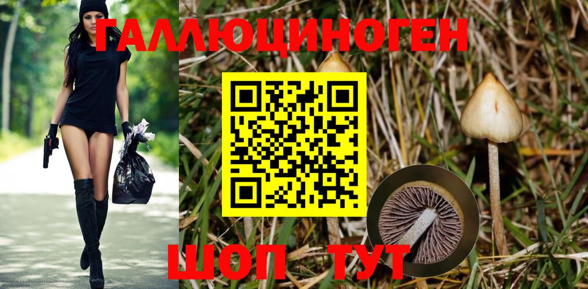 Галлюциногенные грибы Cubensis Зима
